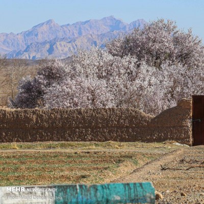 زمستان بهاری یزد | عکس