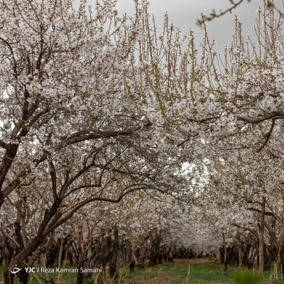 شکوفه‌های زیبای بهاری؛ سامان | عکس