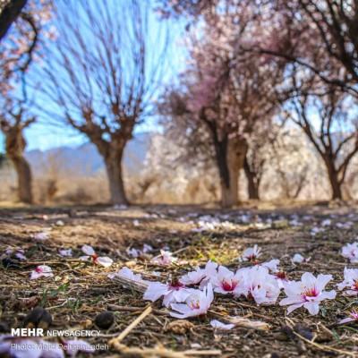 زمستان بهاری یزد | عکس