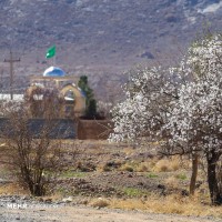 زمستان بهاری یزد | عکس