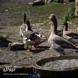 گردش یک سفر یک کتاب |سرپوش تنگه - همراه با حسن محمودی| | عکس