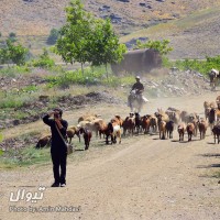 گردش یک سفر یک سفرنامه |روستای ورکانه - با حضور منصور ضابطیان| | سفرنامه «یک سفر یک سفرنامه |روستای ورکانه - با حضور منصور ضابطیان|» | عکس